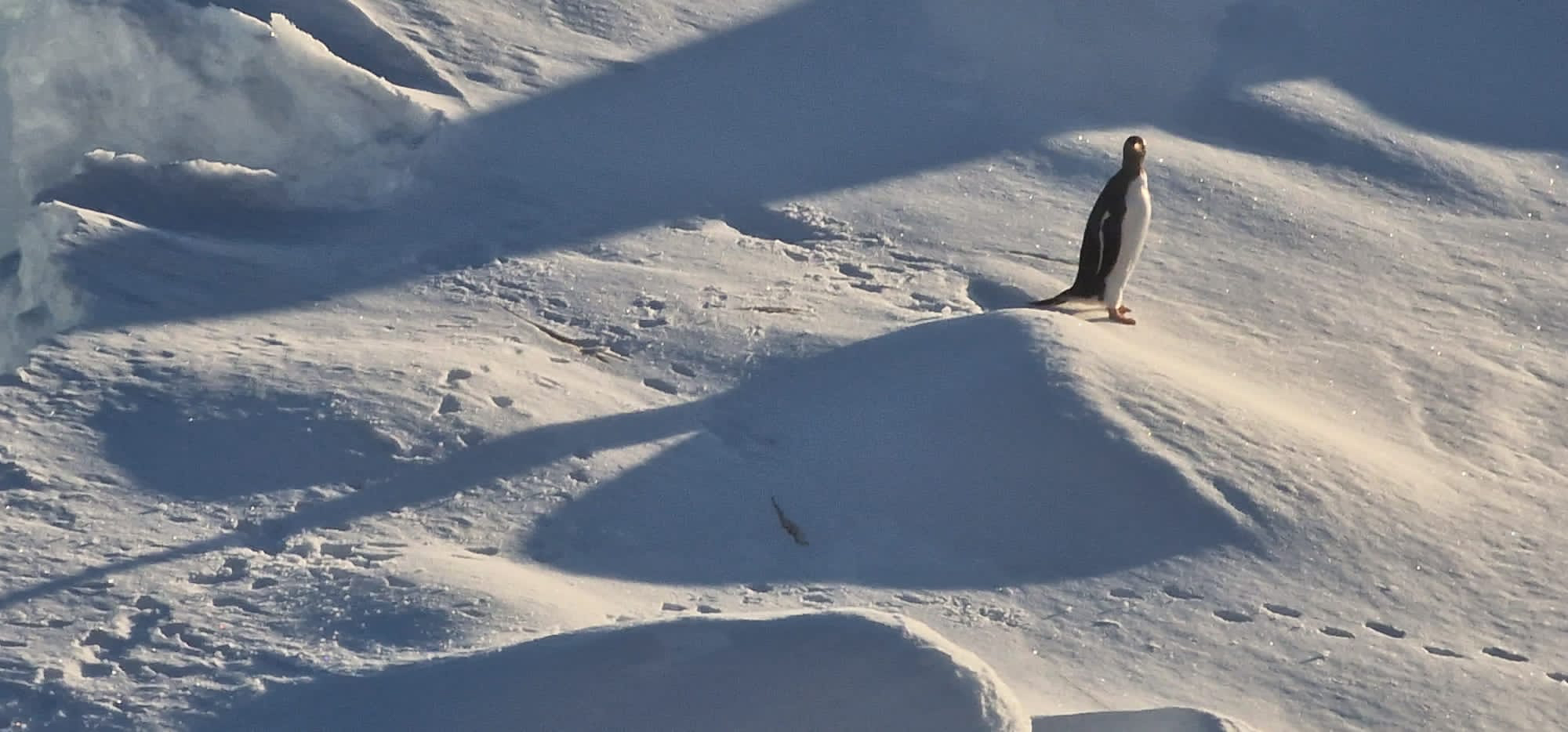 Pingüino Adelia. Fotografía de William Gregory 