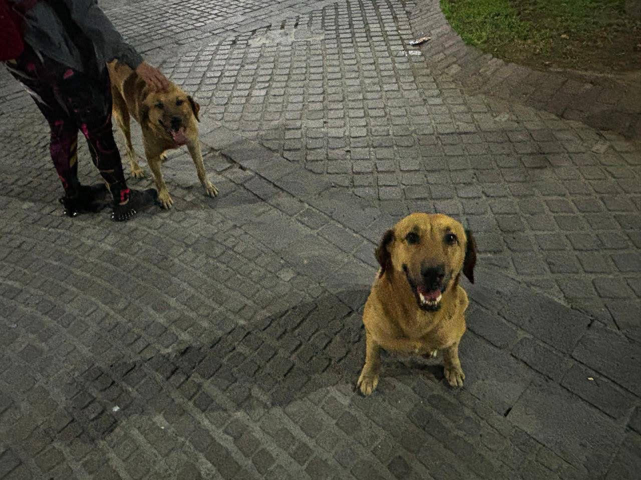 Puebla actúa contra maltrato animal en Tehuacán