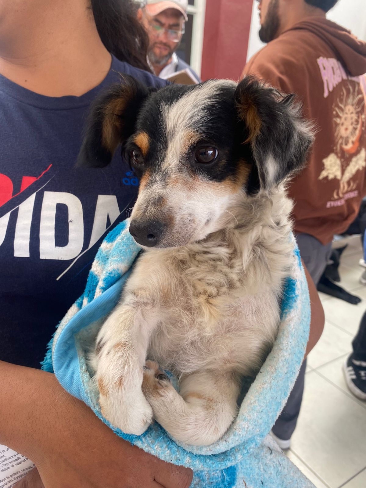Puebla impulsa jornadas gratuitas de bienestar animal