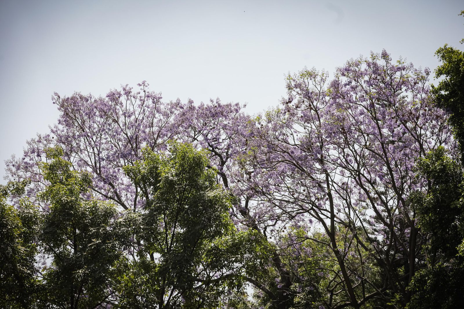 Prevén golpes de calor por altas temperaturas en Puebla