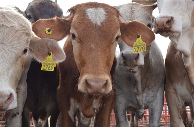 CREATOR: gd-jpeg v1.0 (using IJG JPEG v80), quality = 100